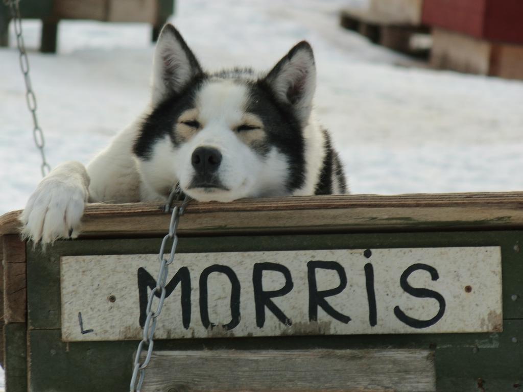 Guesthouse Husky อีวาโล ภายนอก รูปภาพ