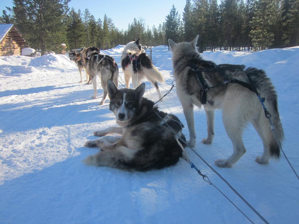 Guesthouse Husky อีวาโล ภายนอก รูปภาพ